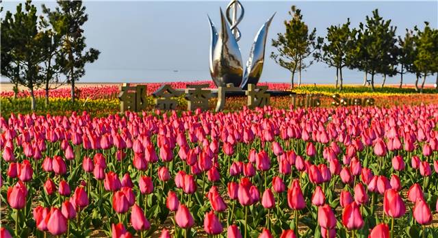 4月南海新區(qū)的郁金香廣場(chǎng)，22萬(wàn)余株郁金香盛開
