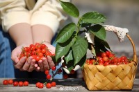 5月18日至6月16日，&ldquo;櫻桃之約&rdquo;邀你共赴！